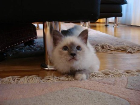 Melissa of Inch`Allah`s (blue-point) 5 Monate alt an Ihrem neuen Zuhause bei Frau Loretz in Ebikon