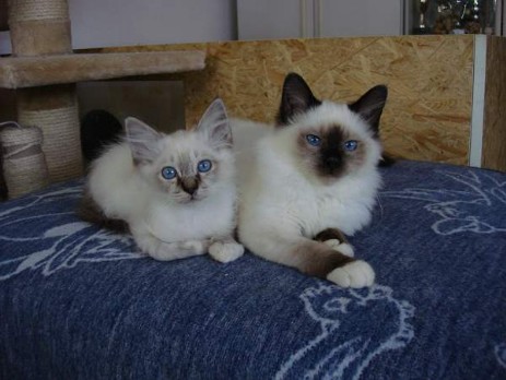 Madoxx mit Halbschwester Midnigth-Mimi (seal-point)