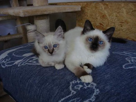 Maddox und Midnight-Mimi