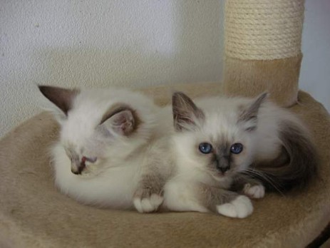Maureen (blue-point) mit Ihrer Halbschwester (seal-tabby)