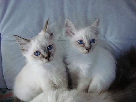 Marlo (seal-tabby) mit Schwester Medea (blue-tabby) 10 Wochen alt