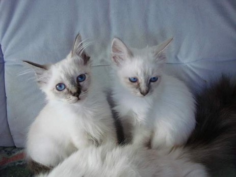 Marlo (seal-tabby) mit Schwester Medea (blue-tabby) 10 Wochen alt