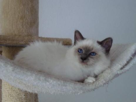 Moira of Inch`Allah`s (blue-point) 18 Wochen alt