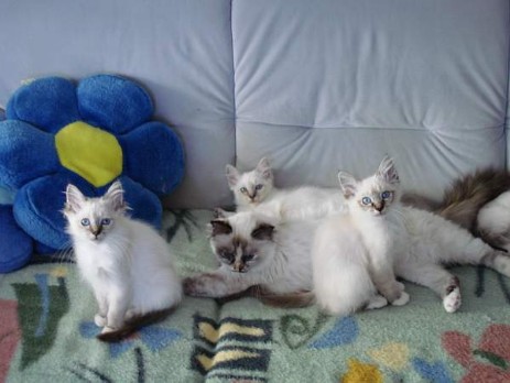 Die drei Kitten von Grischa mit unsere tortie Gina kurz vor ihrem Auszug