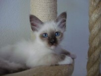 Kater Malvin 10 Wochen alt