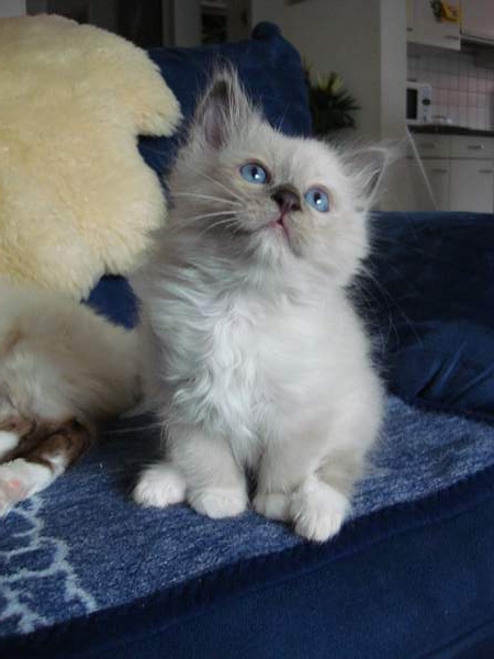 blue-point Katerli Luffy 9 Wochen alt