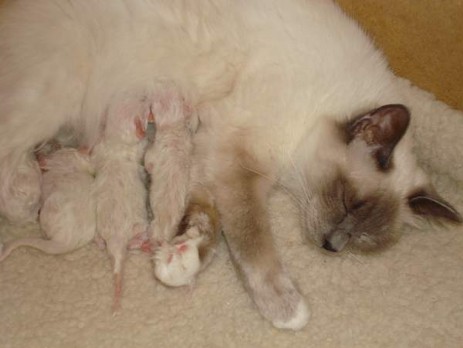 Moira mit Ihren Kitten 1 Tag alt