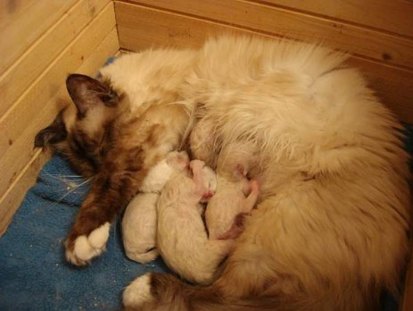 Die ersten Fotos von Dafnes Bebes sind da!