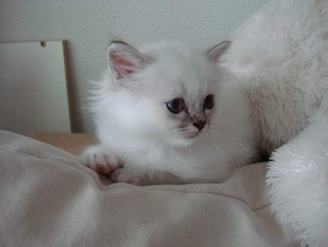 Pumba (seal-tabby point) 8 Wochen alt