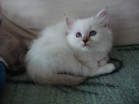 Pearl of Inch`Allah`s weiblich blue-creme tabby 8Wochen alt