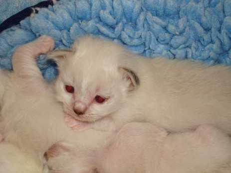 Die Kitten sind bereits 2 Wochen alt