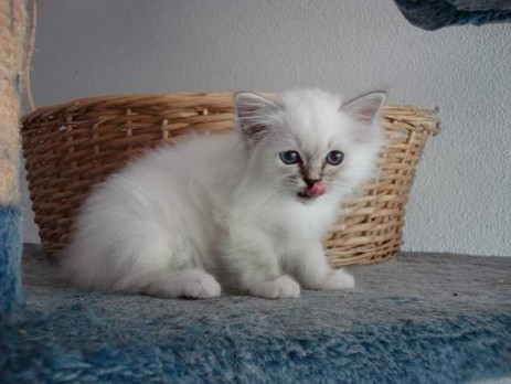 Pumba of Inch`Allah`s blue-silver tabby 10 Wochen alt