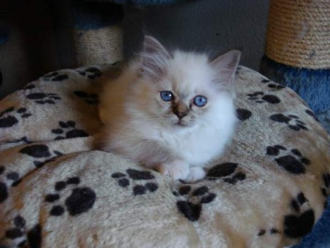 Phipsy of Inch`Allah`s choclet-tabby point 10 Wochen alt