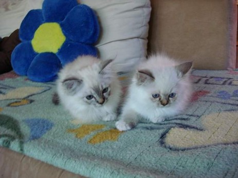 Pamuya und Phipsy of Inch`Allah`s