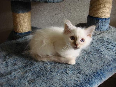 Lilac-tabby Katerli Pacho (7Wochen alt)