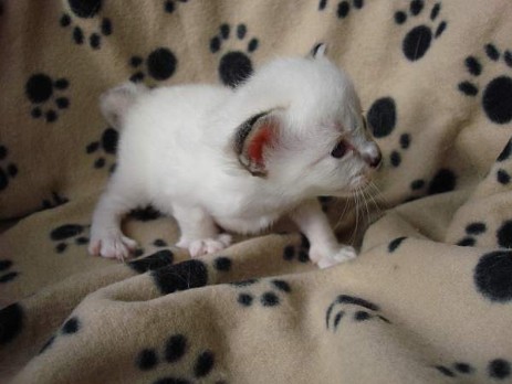 seal-tabby Mädchen 3 Wochen alt