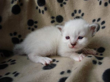seal-tabby Katerli 3 Wochen alt
