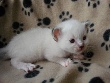 seal-tabby Katerli 3 Wochen alt