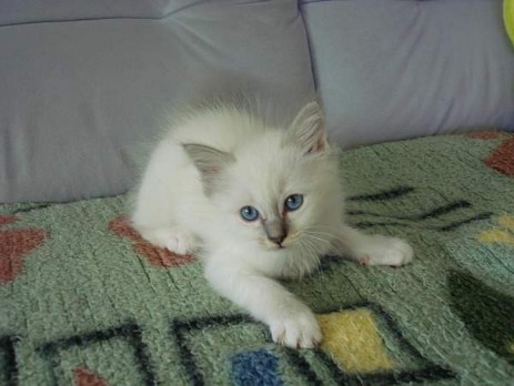 blue-tabby Mädchen