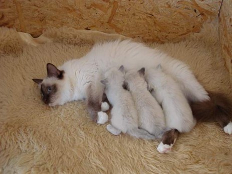 Snowbell und Ihre drei Mädchen welche bereits wieder 3 Wochen alt sind!