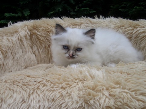 Gina (seal-tortie) 8 Wochen alt
