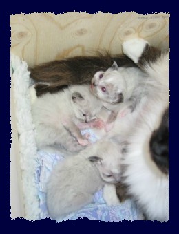 Kitten 3 Wochen