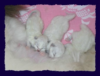 Jasmine mit 2 Tage alten Kitten