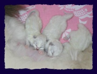 Jasmine mit 2 Tage alten Kitten