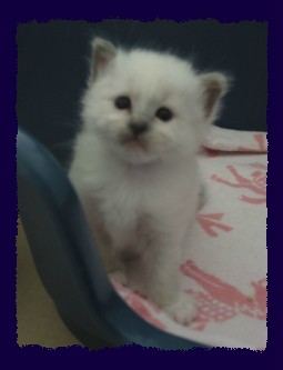 Birmakaterchen blue-point 4 Wochen