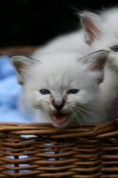 Kaylas Kitten 5 Wochen alt (vier seal-tabbys und ein blue-tabby)