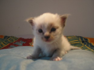 Kisha seal-tabby point 18 Tage alt