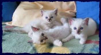 Birmakitten 6 Wochen alt