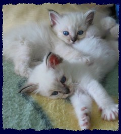 2 Kitten weiblich seal-tabby