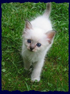 seal-tabby Mädchen 6 Wochen alt