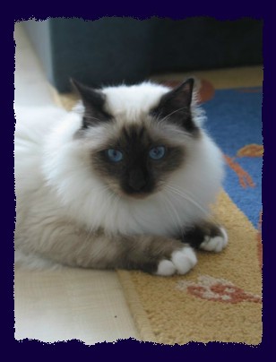 Hutch acht Monate alt