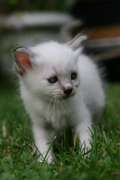 seal-tabby Katerli 5 Wochen alt