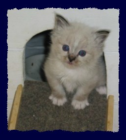 seal-tabby Katerchen 5Wochen alt