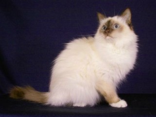 Snowbell