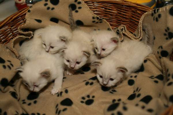 Kaylas Kitten 3 Wochen alt