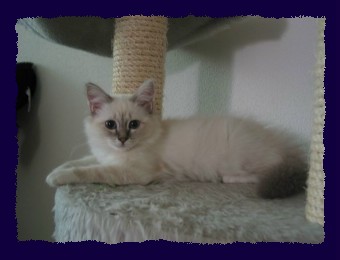 Havana blue-tabby Mädchen 12 Wochen
