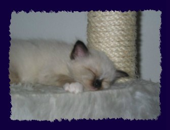 seal-points Kitten 5 Wochen