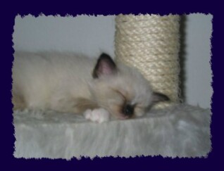 seal-points Kitten 5 Wochen
