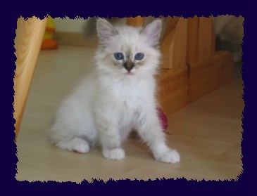 seal-tabby Mädchen 10 Wochen