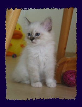 seal-tabby Mädchen 10 Wochen